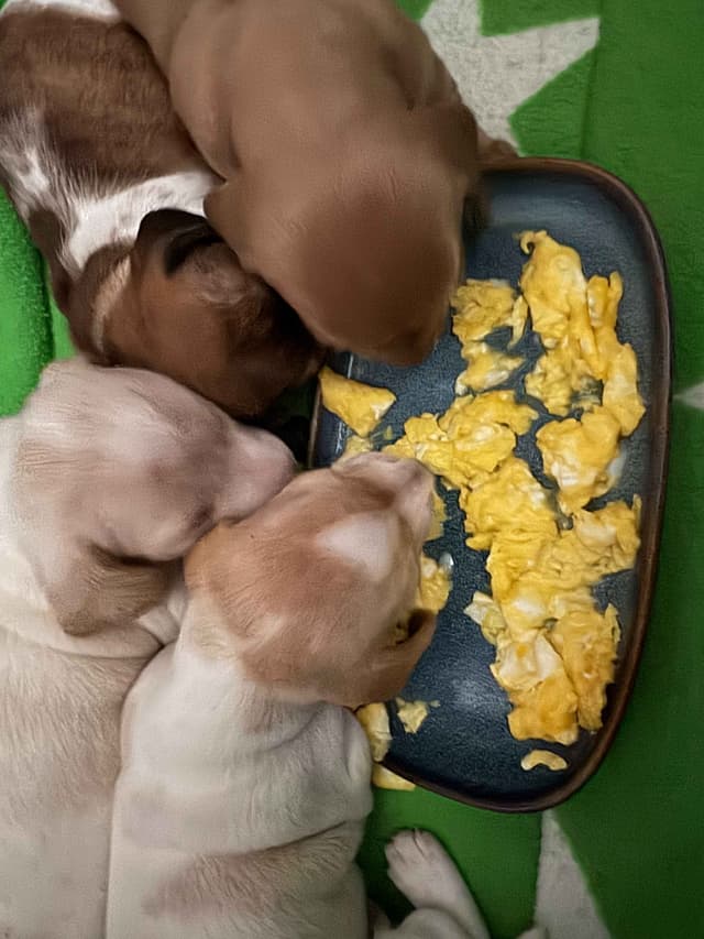 Cute & Licky Mini-Dachshund Puppies media 14