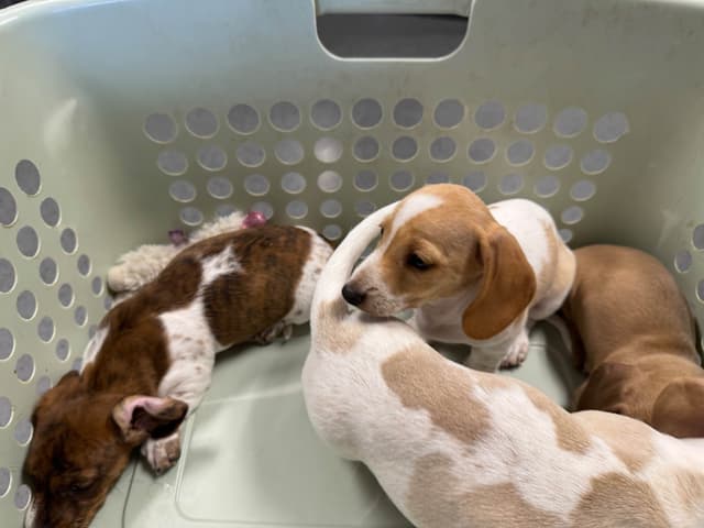 Cute & Licky Mini-Dachshund Puppies media 5