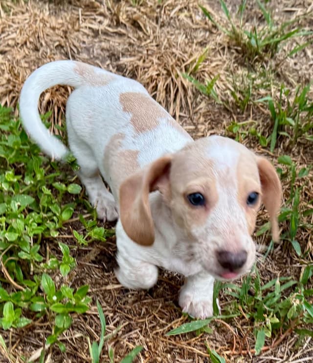 Cute & Licky Mini-Dachshund Puppies media 4