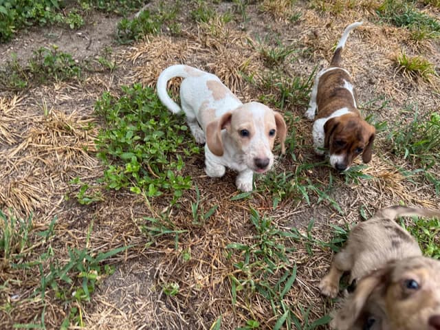 Cute & Licky Mini-Dachshund Puppies media 8