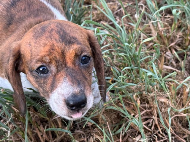 Cute & Licky Mini-Dachshund Puppies media 2