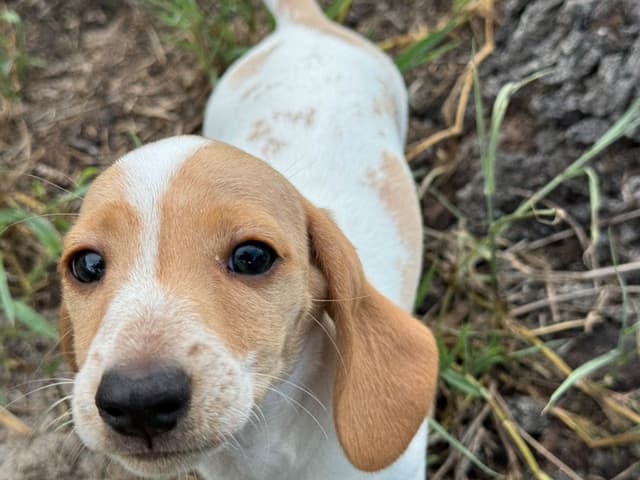 Cute & Licky Mini-Dachshund Puppies media 3