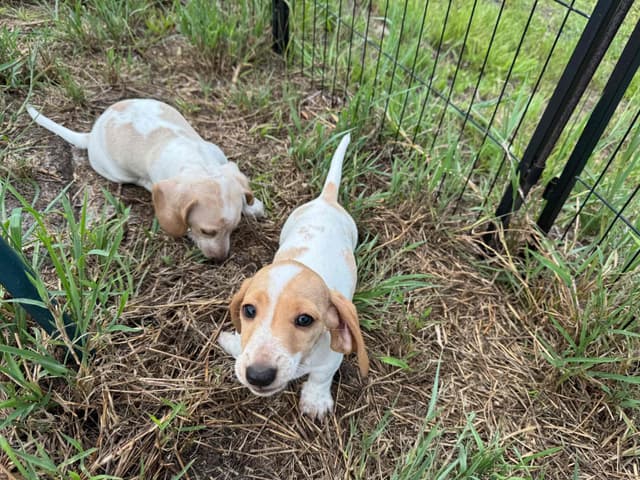 Cute & Licky Mini-Dachshund Puppies media 15