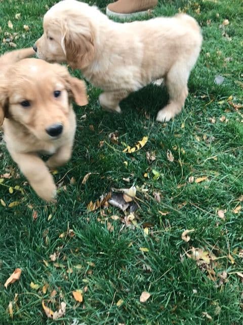 English Cream Golden Retriever Puppies breeder image 1