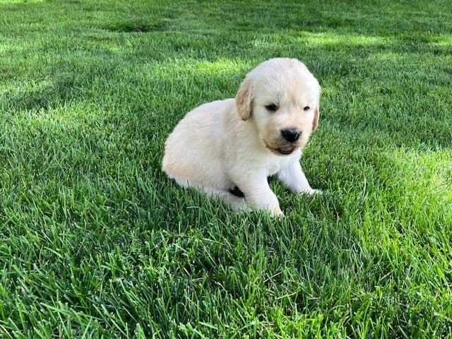 English Cream Golden Retriever Puppies breeder image 2