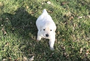 English Cream Golden Retriever Puppies breeder image 5
