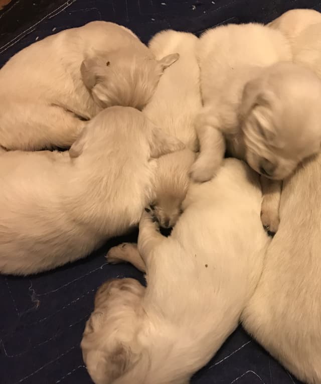 English Cream Golden Retriever Puppies media 4