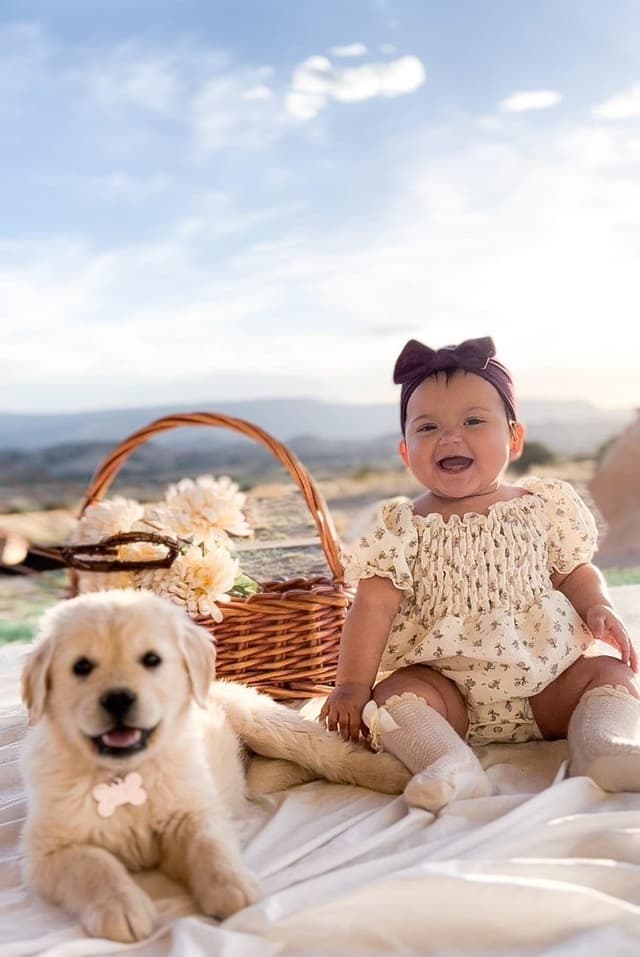English Cream Golden Retriever Puppies media 2