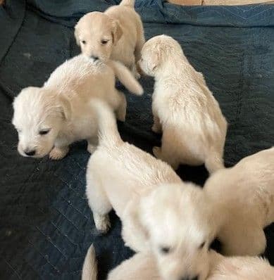 English Cream Golden Retriever Puppies breeder image 6