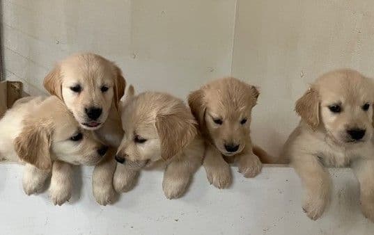 English Cream Golden Retriever Puppies breeder image 7