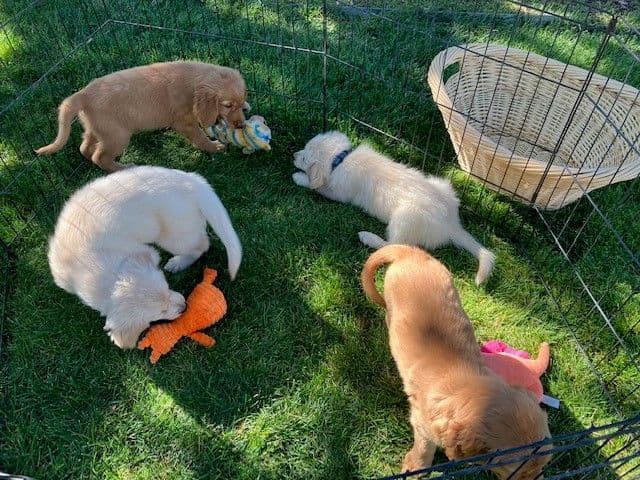 English Cream Golden Retriever Puppies breeder image 10