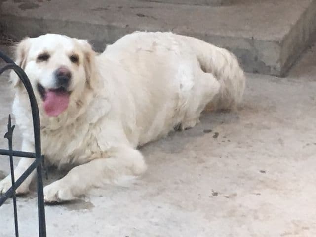 English Cream Golden Retriever Puppies breeder image 11
