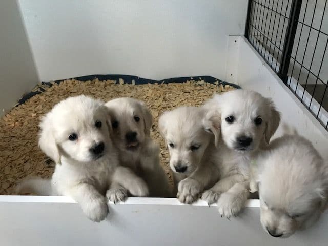English Cream Golden Retriever Puppies breeder image 12