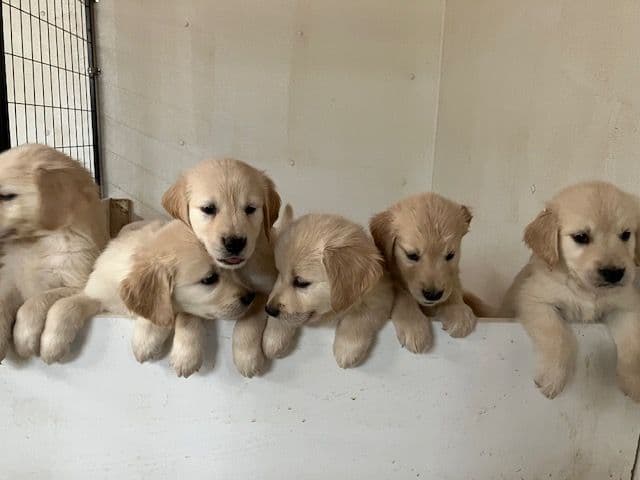English Cream Golden Retriever Puppies breeder image 13