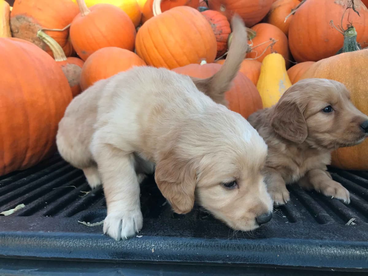 English Cream Golden Retriever Puppies breeder image 17