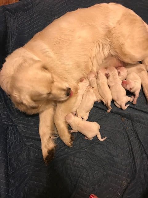 English Cream Golden Retriever Puppies breeder image 19
