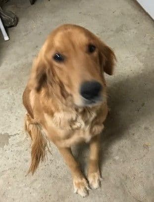 English Cream Golden Retriever Puppies breeder image 20