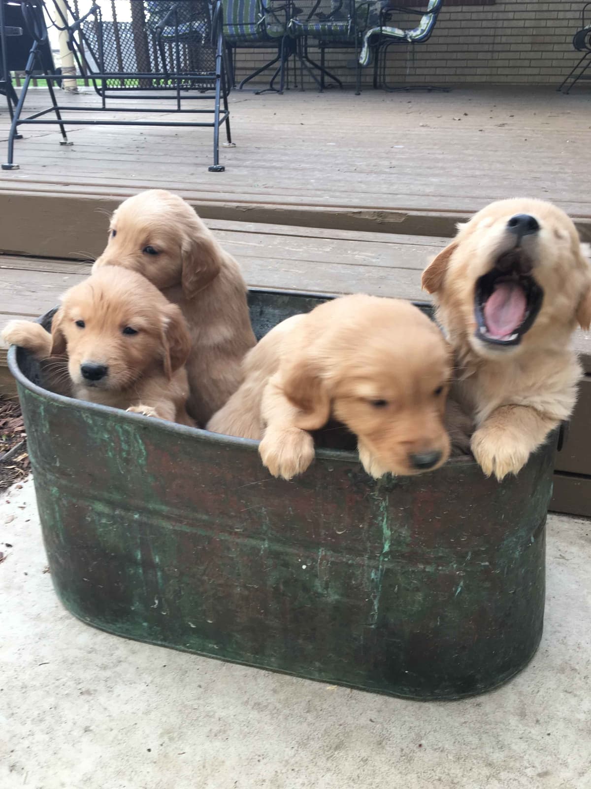 English Cream Golden Retriever Puppies breeder image 26