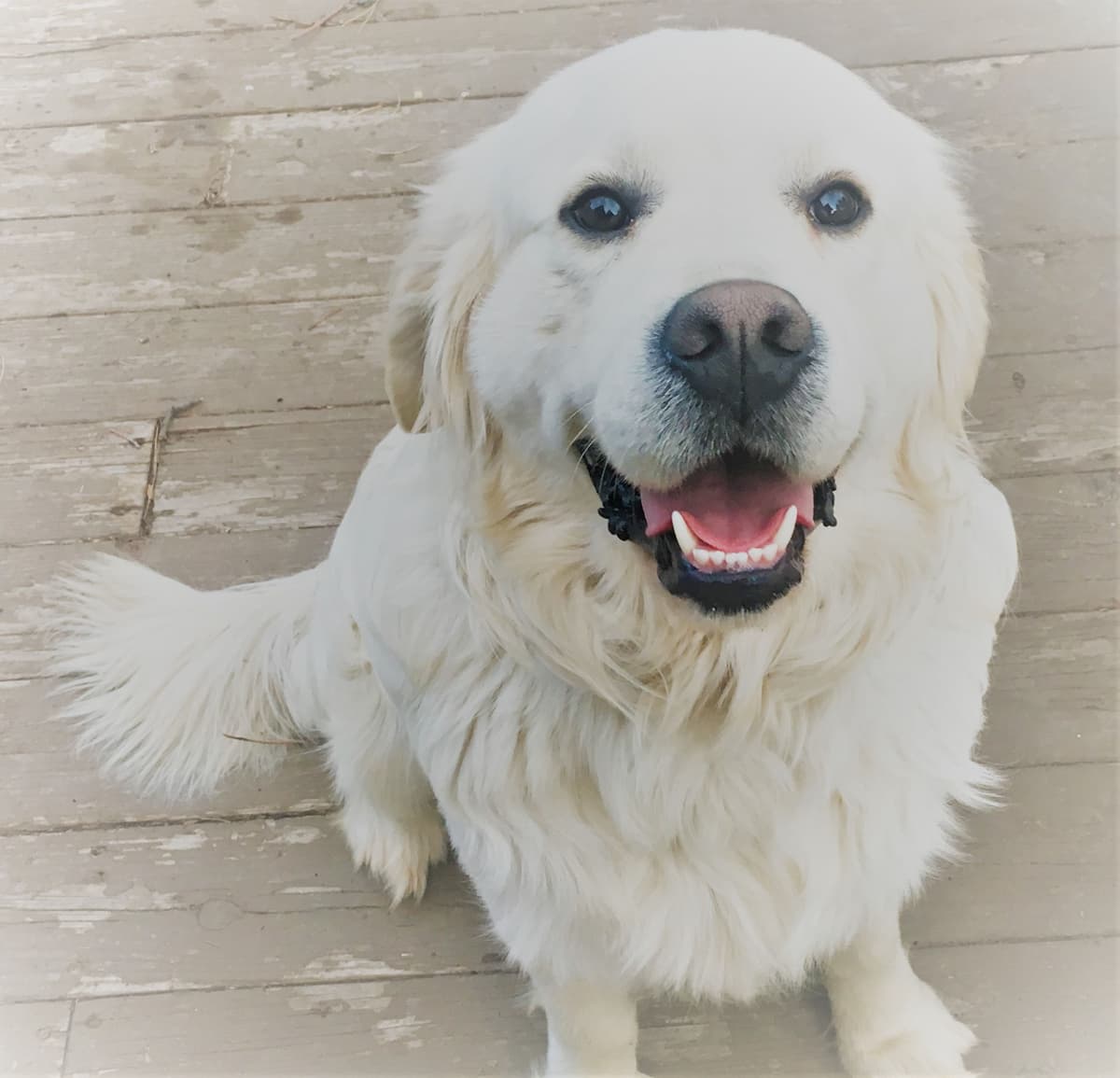English Cream Golden Retriever Puppies breeder image 25