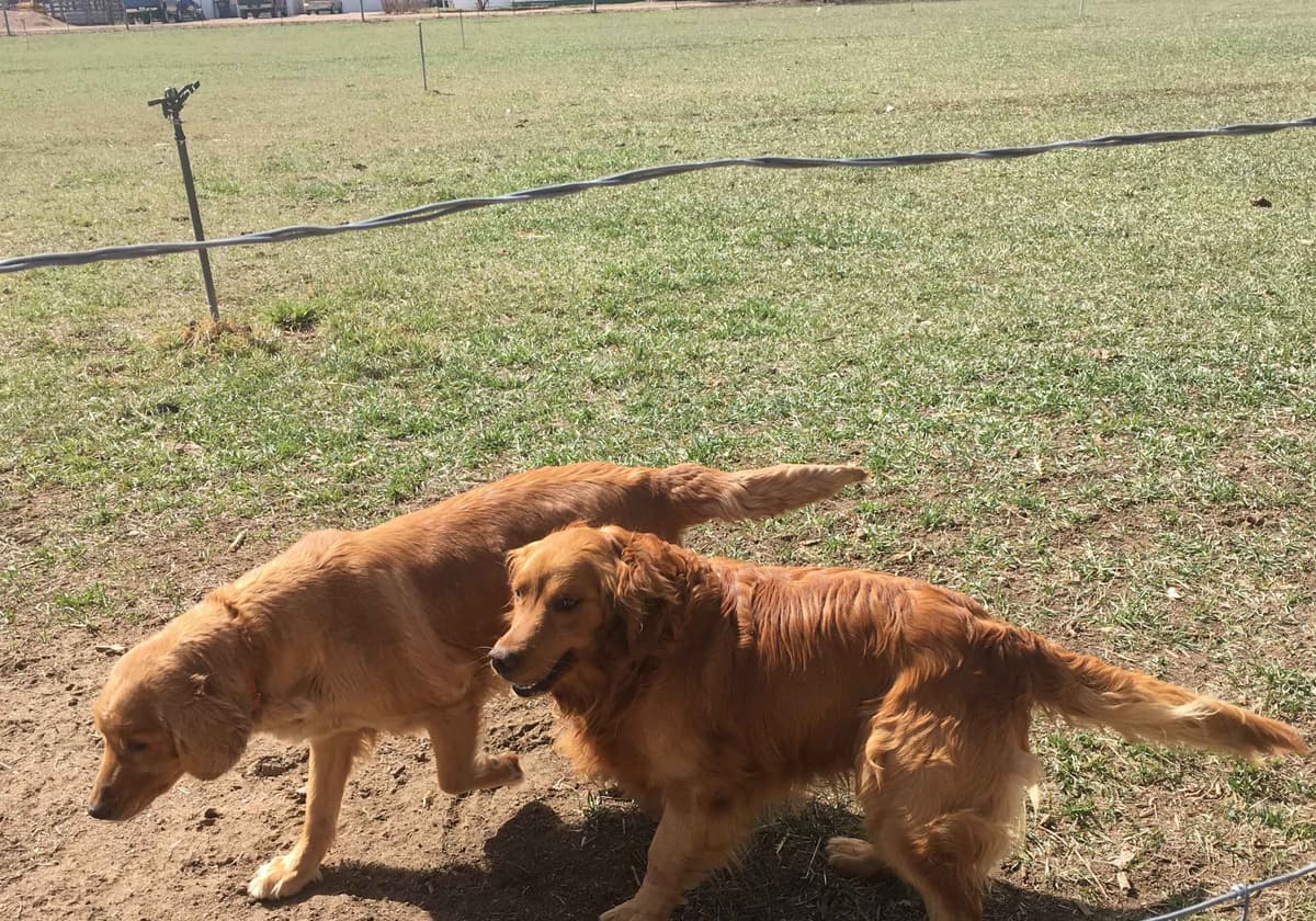 English Cream Golden Retriever Puppies breeder image 27