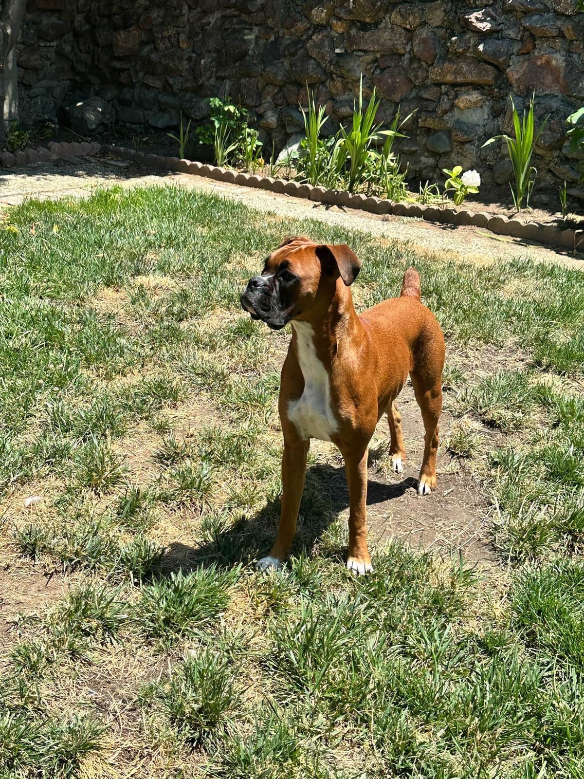 Knockout Boxer Pups breeder image 2