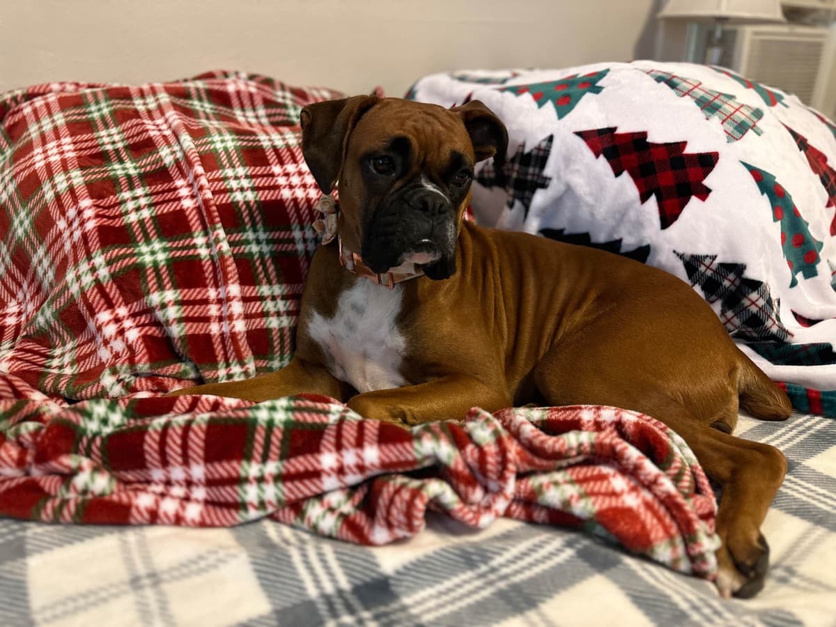 Knockout Boxer Pups breeder image 3