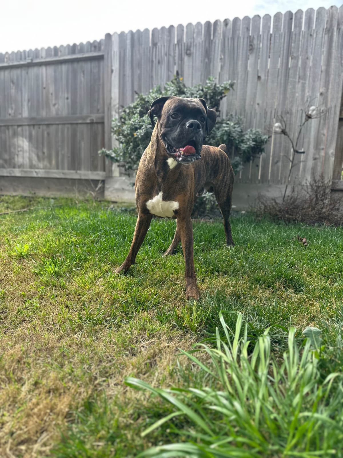 Knockout Boxer Pups breeder image 4