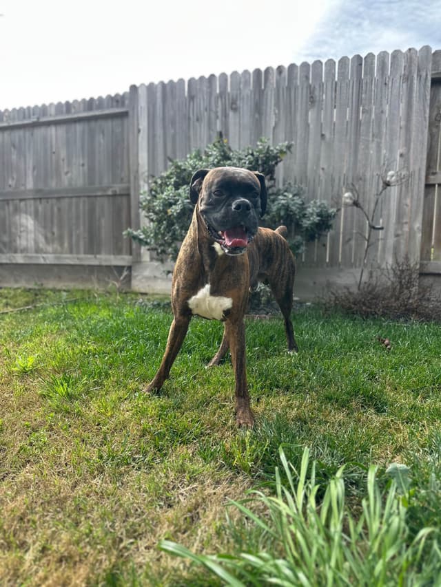 Knockout Boxer Pups media 16