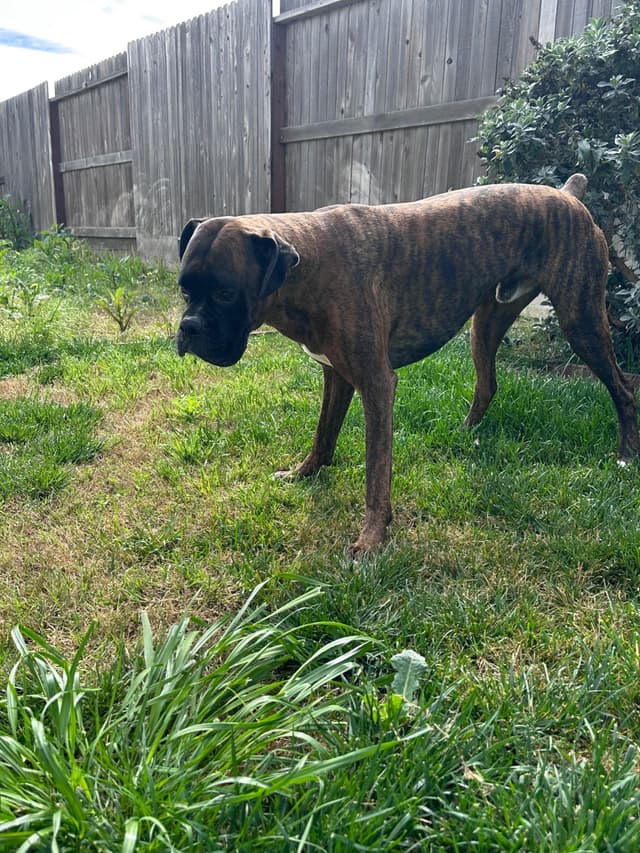 Knockout Boxer Pups media 15