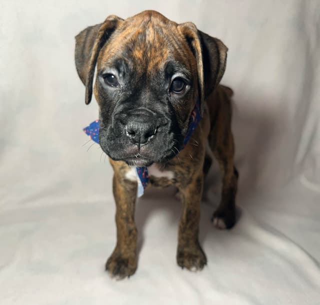 Knockout Boxer Pups media 2