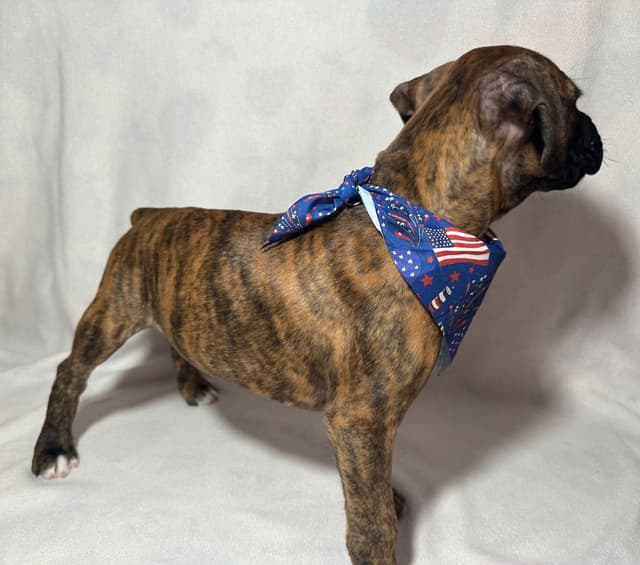 Knockout Boxer Pups media 3