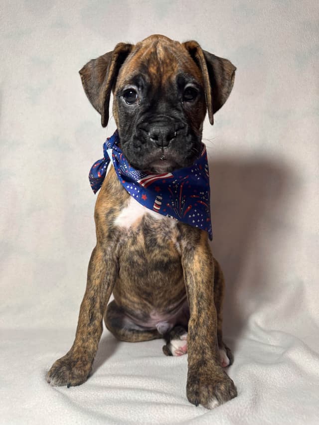 Knockout Boxer Pups media 4