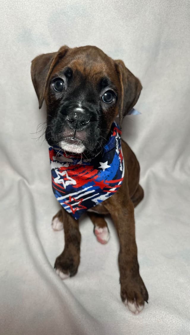 Knockout Boxer Pups media 6