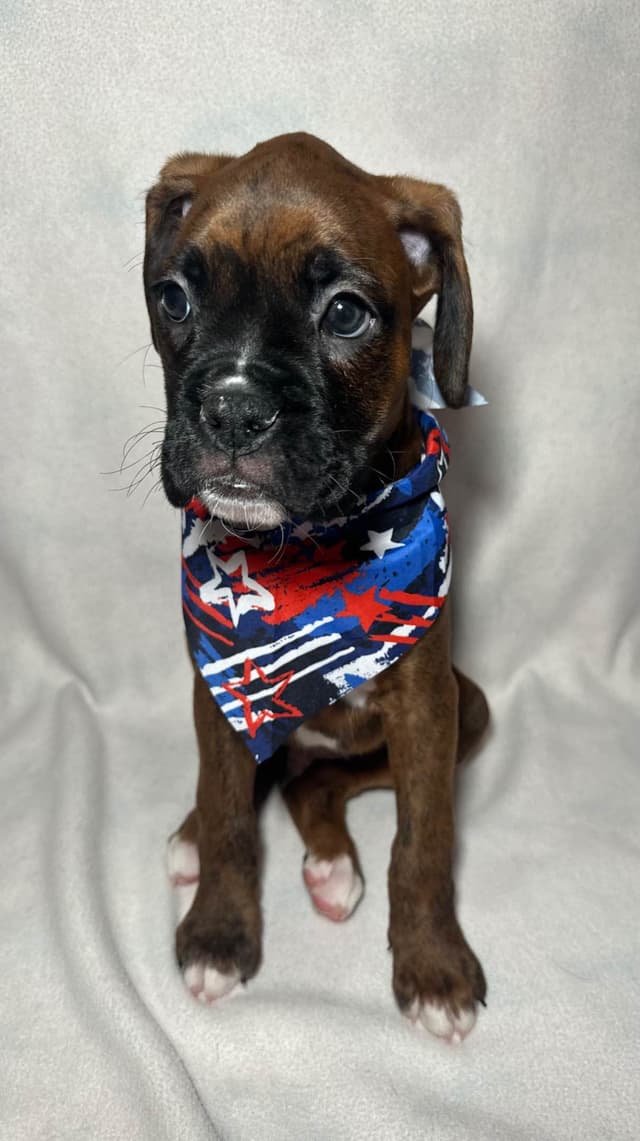 Knockout Boxer Pups media 5