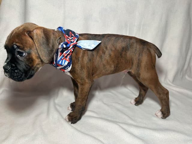 Knockout Boxer Pups media 8