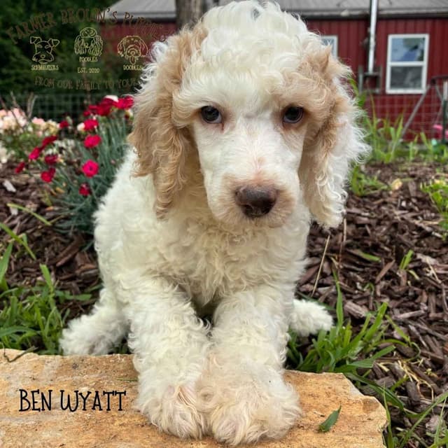 Poodle Puppy media 2