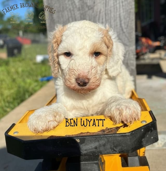 Poodle Puppy media 4