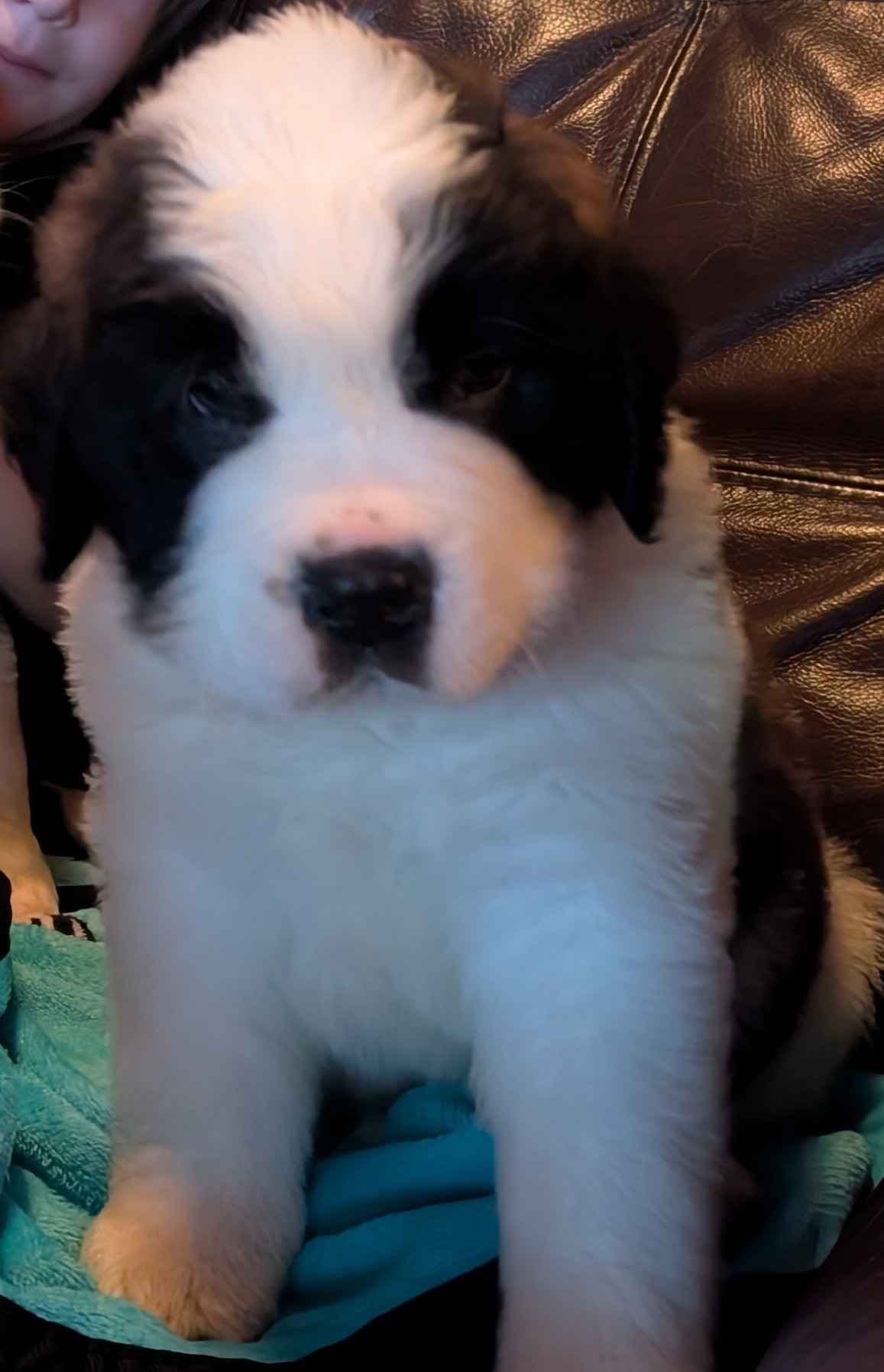 1 female Saint Bernard Puppy available as of July 2nd breeder image 2