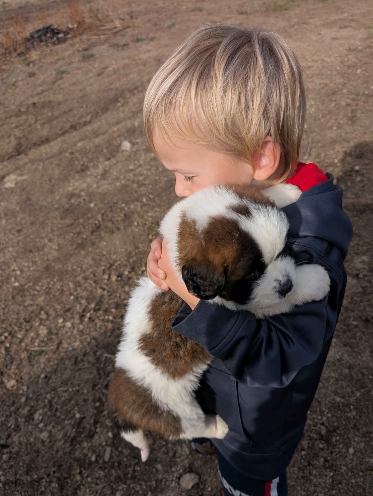 1 female Saint Bernard Puppy available as of July 2nd breeder image 3