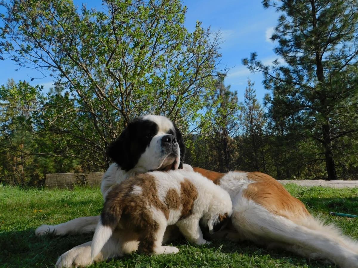 1 female Saint Bernard Puppy available as of July 2nd breeder image 6