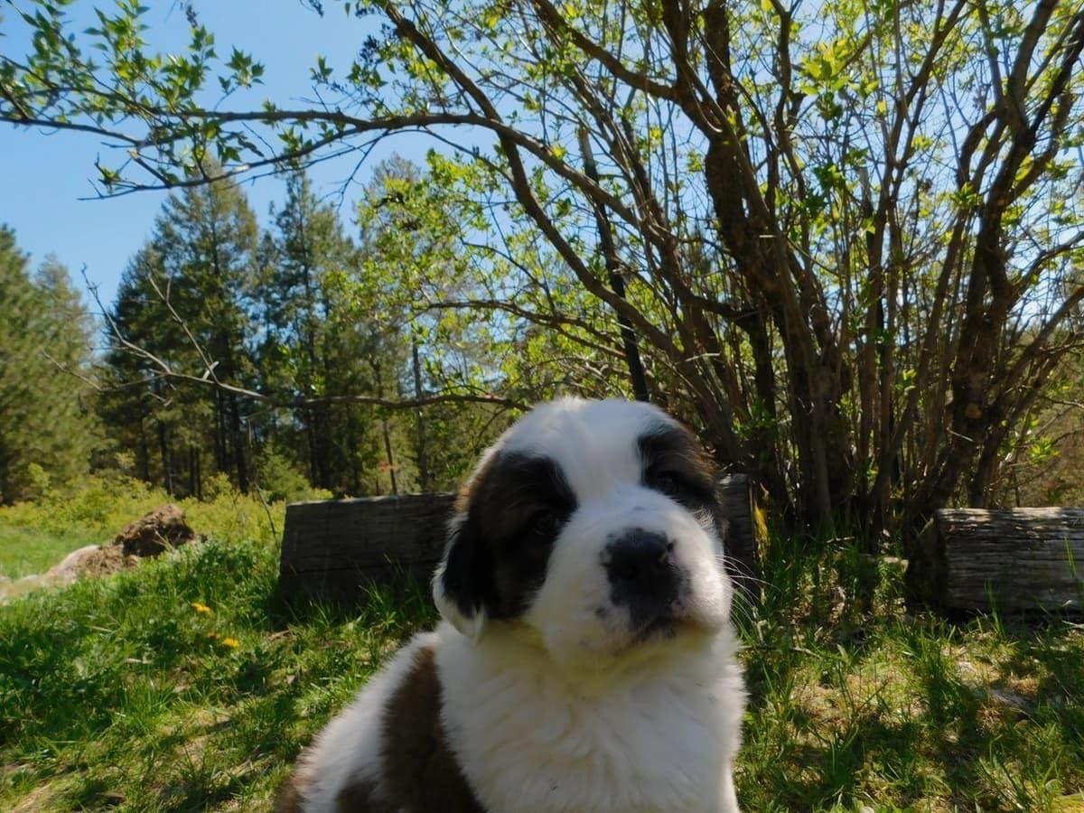 1 female Saint Bernard Puppy available as of July 2nd breeder image 7