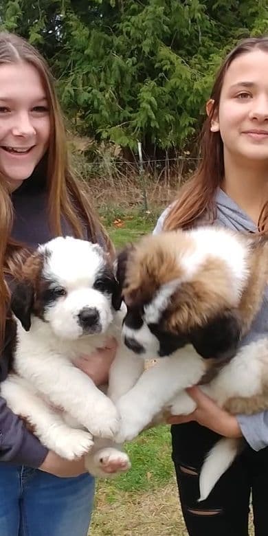 1 female Saint Bernard Puppy available as of July 2nd breeder image 9