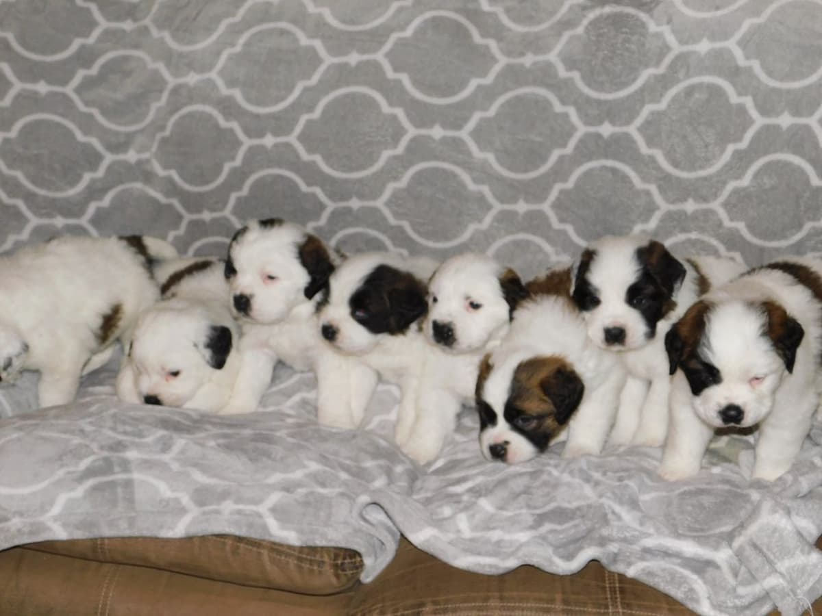 1 female Saint Bernard Puppy available as of July 2nd breeder image 10