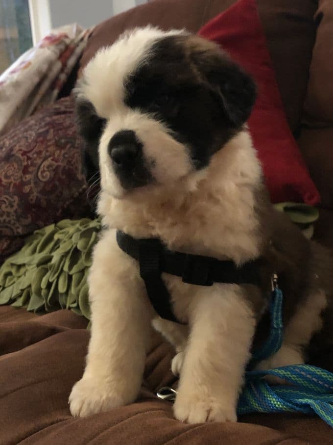 1 female Saint Bernard Puppy available as of July 2nd breeder image 11
