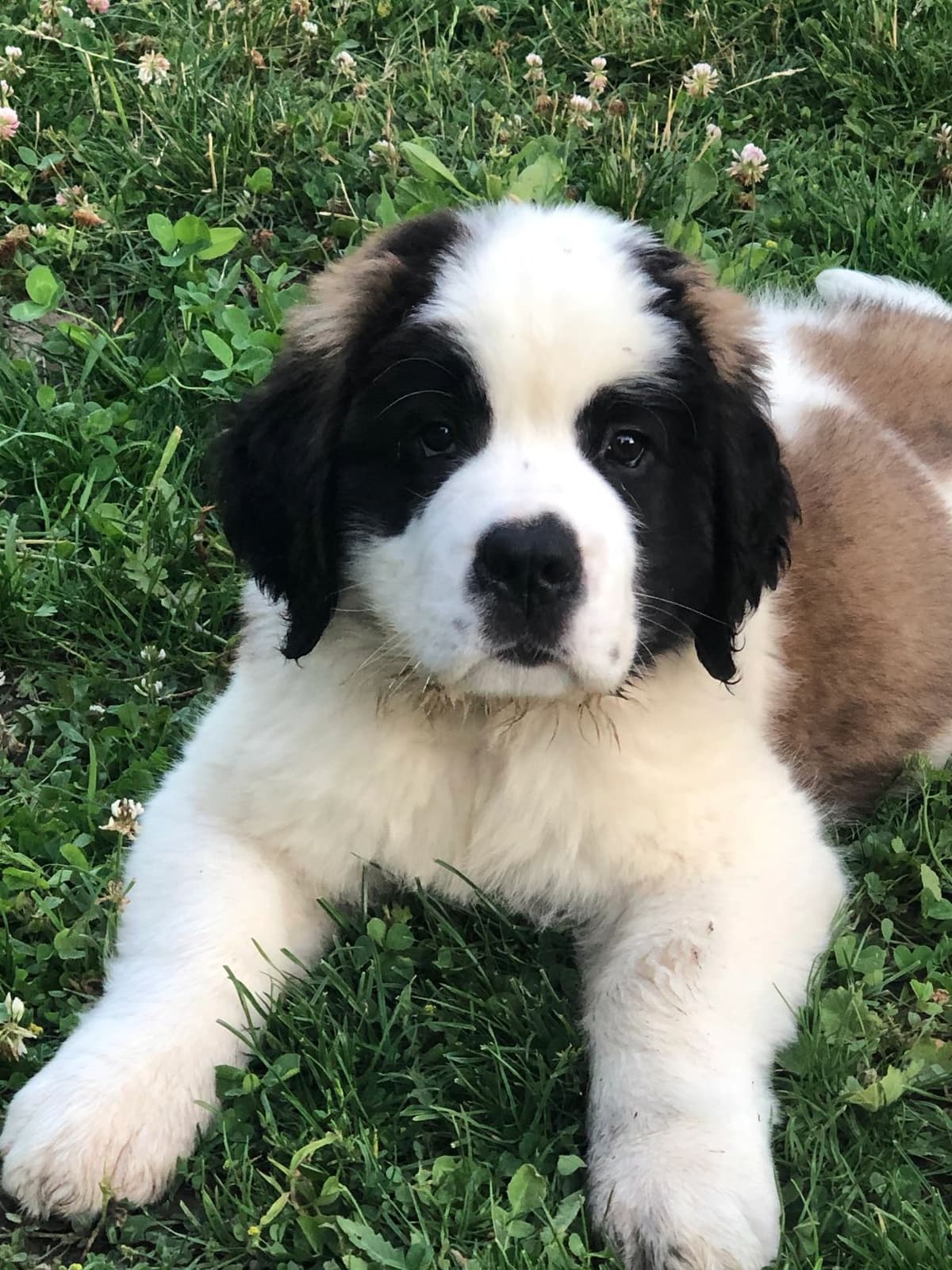 1 female Saint Bernard Puppy available as of July 2nd breeder image 12