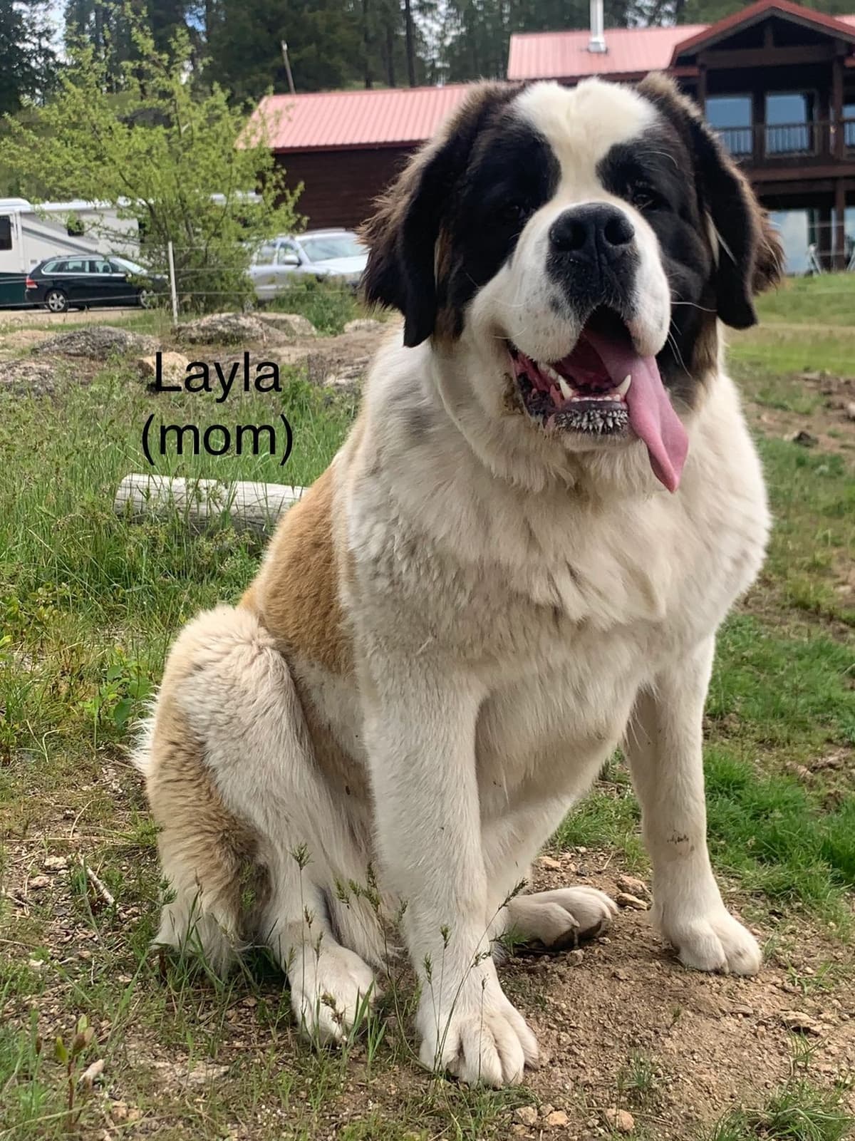 1 female Saint Bernard Puppy available as of July 2nd breeder image 13