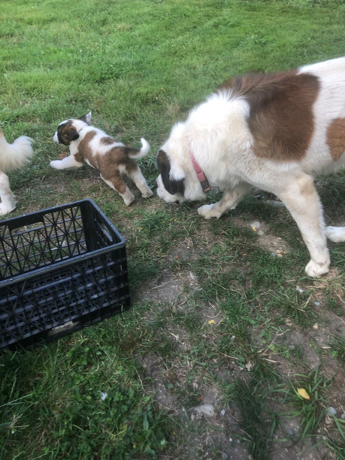 1 female Saint Bernard Puppy available as of July 2nd breeder image 14