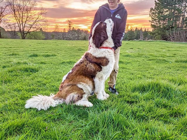 1 female Saint Bernard Puppy available as of July 2nd media 7
