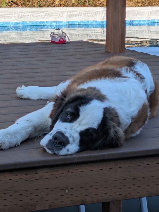 1 female Saint Bernard Puppy available as of July 2nd media 8