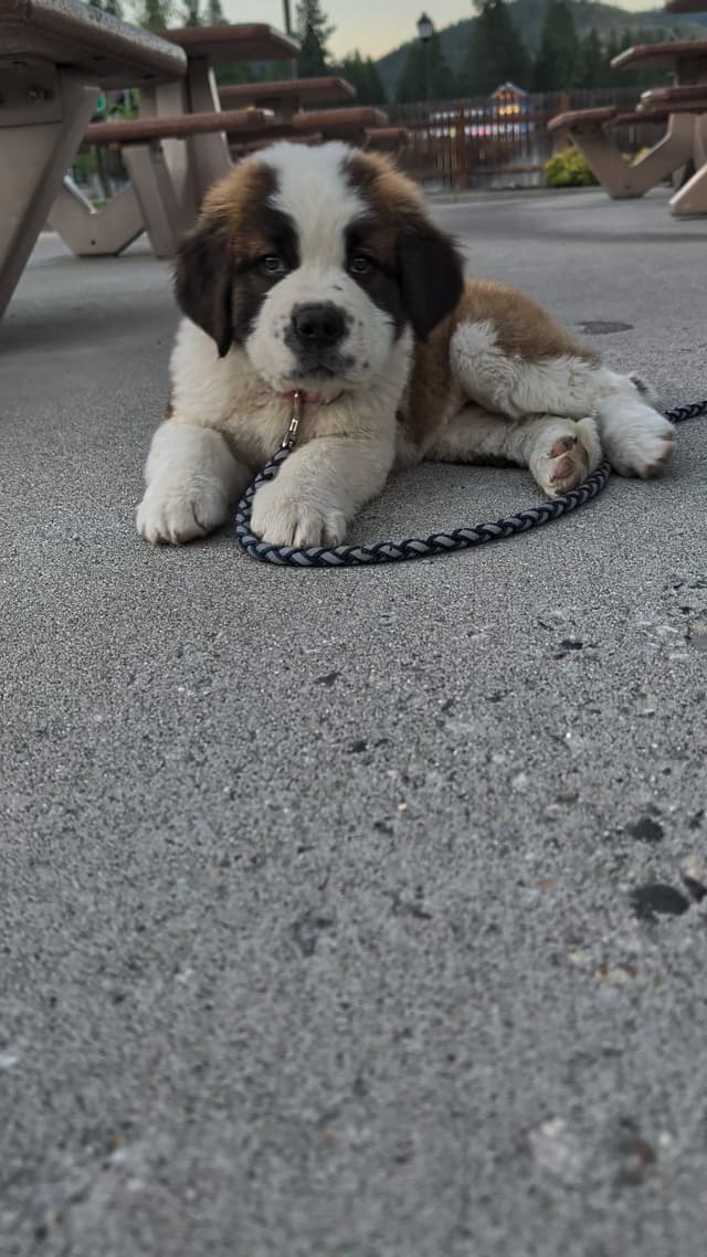 1 female Saint Bernard Puppy available as of July 2nd media 2